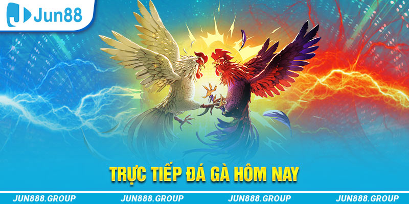 kuwin42 trực tiếp đá gà thomo