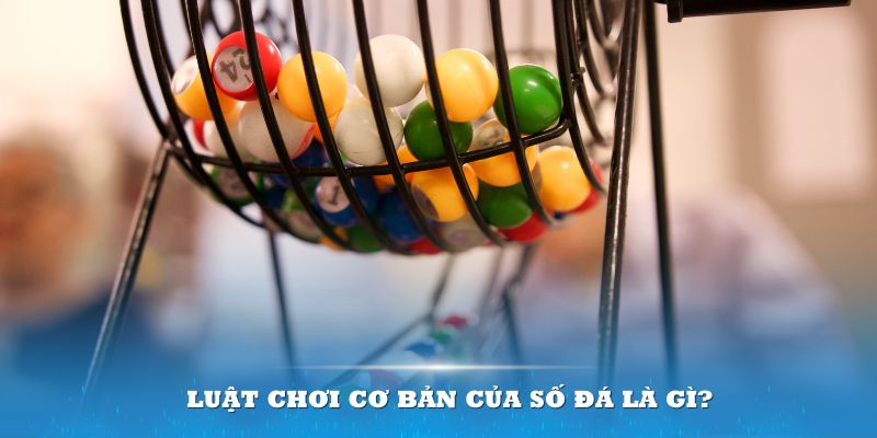 kuwin42 Đĩa màu ace