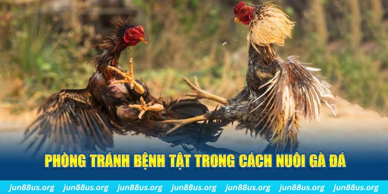kuwin42 natural” trong baccarat nghĩa là gì？